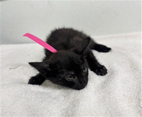 Shelter Stray Female Cat last seen , 600 Aviation Dr, Camarillo, CA 93010, USA