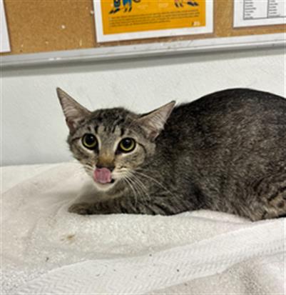 Shelter Stray Female Cat last seen , 600 Aviation Dr, Camarillo, CA 93010, USA