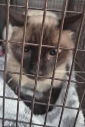 Shelter Stray Male Cat last seen Near BLOCK PORTER ST, 4710 TX-151, San Antonio, TX 78227, USA
