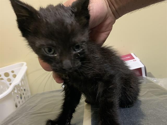 Shelter Stray Male Cat last seen 24TH ST & FLORIN RD, 2127 Front St, Sacramento, CA 95818, USA