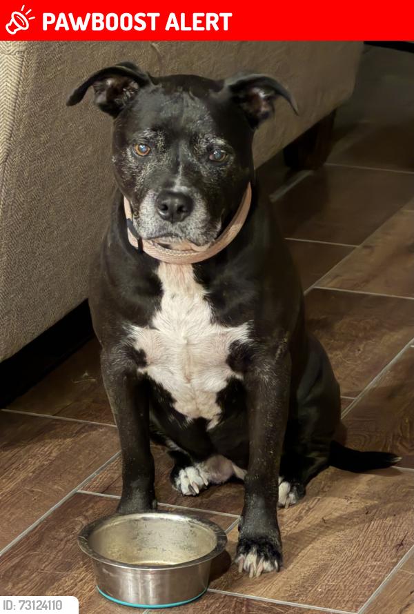 Lost Female Dog last seen Coe Loop/Debbie Ln/ Terri Ln, Montgomery County, TX 77355