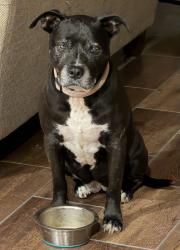 Lost Female Dog last seen Coe Loop/Debbie Ln/ Terri Ln, Montgomery County, TX 77355
