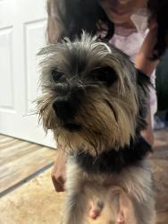 Reunited Male Dog last seen Crest haven Park, Pompano Beach, FL 33064