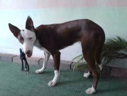 Shelter Stray Female Dog last seen , 4275 Elton St, Baldwin Park, CA 91706, USA