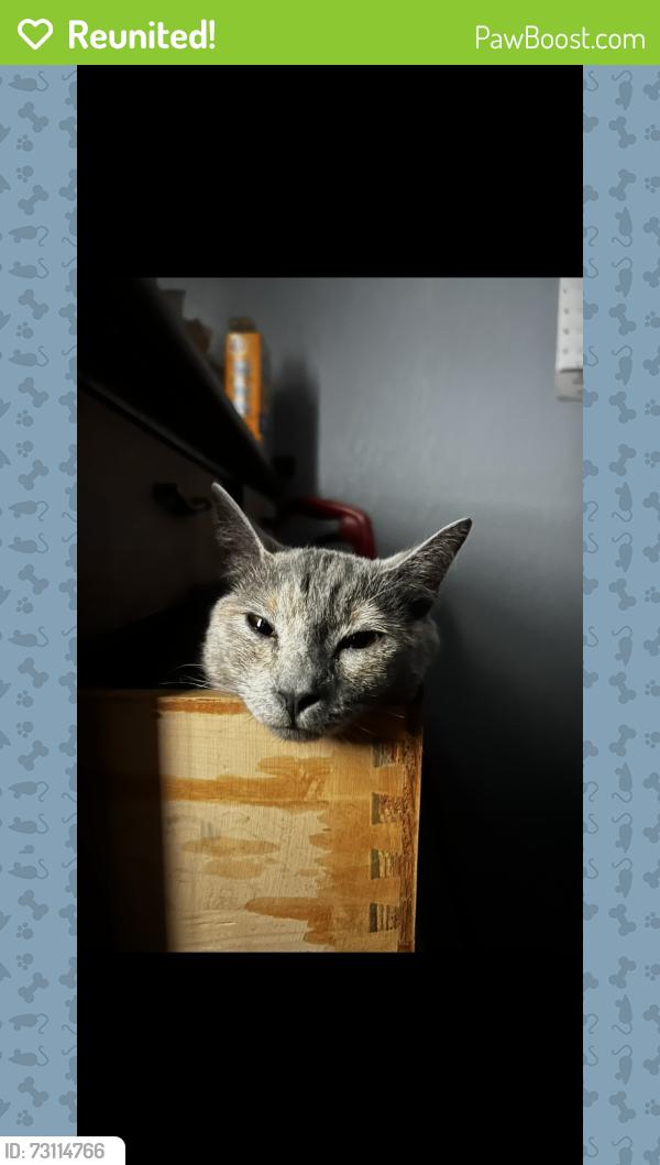 Reunited Female Cat last seen green tree rd and hesperia rd, Victorville, CA 92395