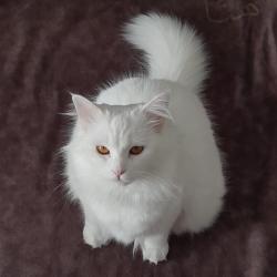 Reunited Female Cat last seen Tenth line and Thomas Street, Mississauga, Mississauga, ON 