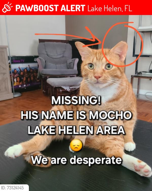 Lost Male Cat last seen Pineda Rd, Lake Helen, 32744, Lake Helen, FL 32744