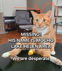 Lost Male Cat last seen Pineda Rd, Lake Helen, 32744, Lake Helen, FL 32744
