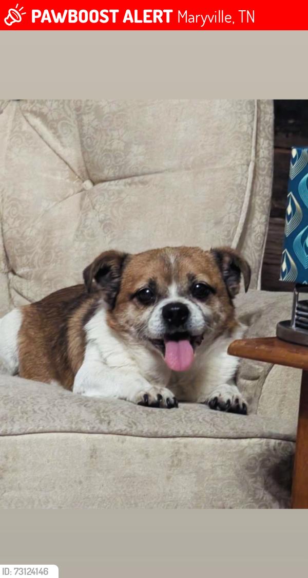 Lost Male Dog last seen Near Dixie way Maryville Tennessee, Maryville, TN 37803