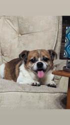 Lost Male Dog last seen Near Dixie way Maryville Tennessee, Maryville, TN 37803
