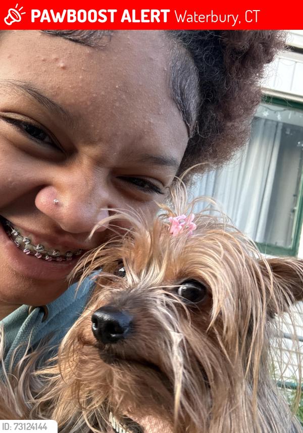 Lost Female Dog last seen Congress ave in Waterbury toward highland naughatuck line, Waterbury, CT 06708