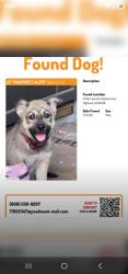 Found/Stray Male Dog last seen Palm and orchid, San Bernardino, CA 92346