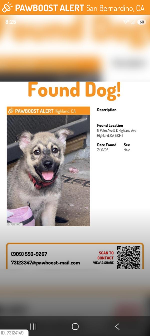 Found/Stray Male Dog last seen Palm and orchid, San Bernardino, CA 92346