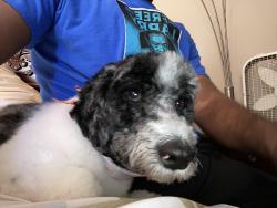 Lost Male Dog last seen Monterey village, University Park, IL 60484
