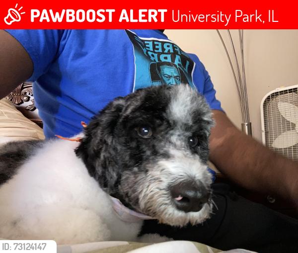 Lost Male Dog last seen Monterey village, University Park, IL 60484