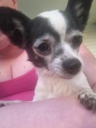 Reunited Female Dog last seen Near S Tempe Ct Aurora CO 80018, Aurora, CO 80018