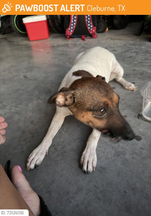 Found/Stray Female Dog last seen Nolan River Rd, Cleburne, TX 76033