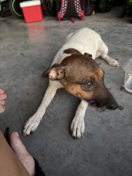 Found/Stray Female Dog last seen Nolan River Rd, Cleburne, TX 76033