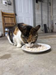 Reunited Female Cat last seen Hampton Elementary School in Downtown Hampton, GA, Hampton, GA 30228
