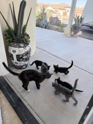 Reunited Unknown Cat last seen Near S 43rd Ave, Laveen Village, AZ 85339, USA, Laveen Village, AZ 85339