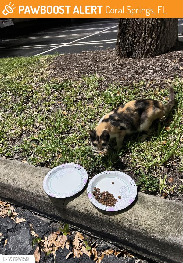 Found/Stray Unknown Cat last seen EOS on university, Coral Springs, FL 33065