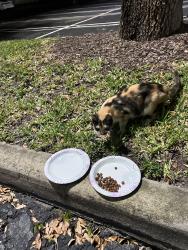 Found/Stray Unknown Cat last seen EOS on university, Coral Springs, FL 33065
