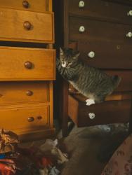 Reunited Female Cat last seen Portal way, Blaine, WA 98230