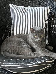 Lost Male Cat last seen Pioneer and Carson / 2596 Thorman Placer., Tustin, CA 92782