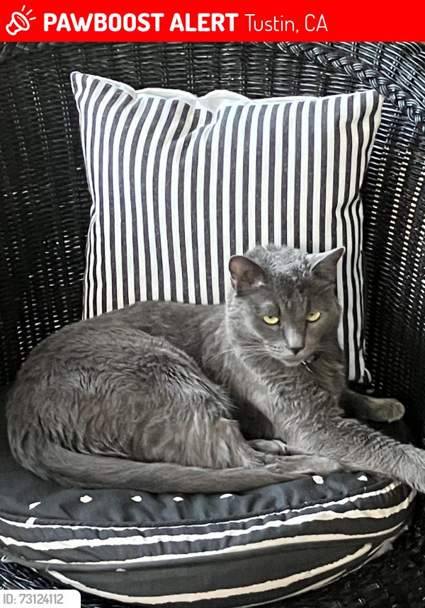 Lost Male Cat last seen Pioneer and Carson / 2596 Thorman Placer., Tustin, CA 92782