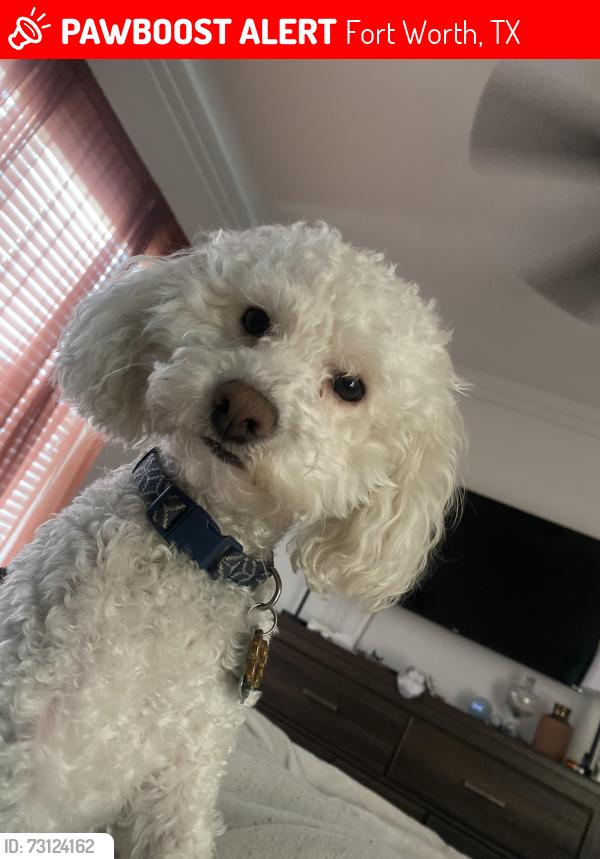 Lost Male Dog last seen Hemphill, Fort Worth, TX 76036