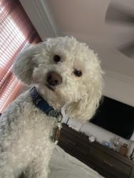 Lost Male Dog last seen Hemphill, Fort Worth, TX 76036