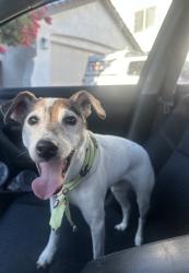 Reunited Female Dog last seen Blue oaks Woodcreek, Roseville, CA 95747