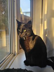 Reunited Male Cat last seen Jolly Coachman, Pitt Meadows, BC V3Y 1X3