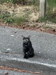 Found/Stray Unknown Cat last seen Near 95th Pl NE, Kirkland, WA 98034, Kirkland, WA 98034