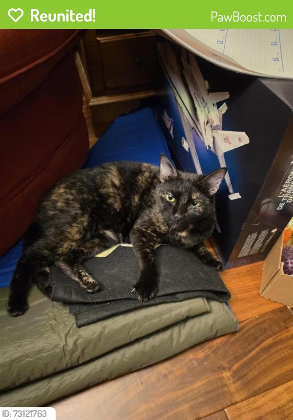 Reunited Female Cat last seen Acworth Due West, Kennesaw, GA 30152
