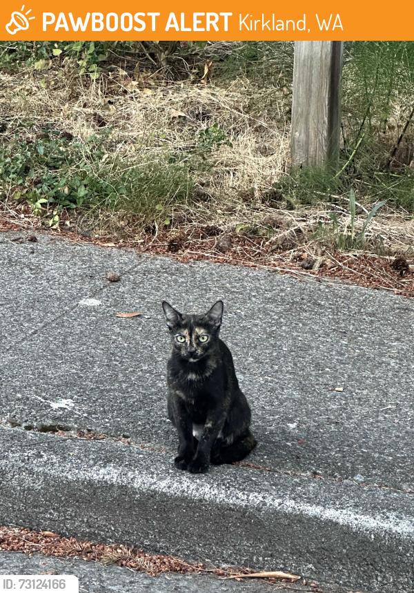 Found/Stray Unknown Cat last seen Near 95th Pl NE, Kirkland, WA 98034, Kirkland, WA 98034