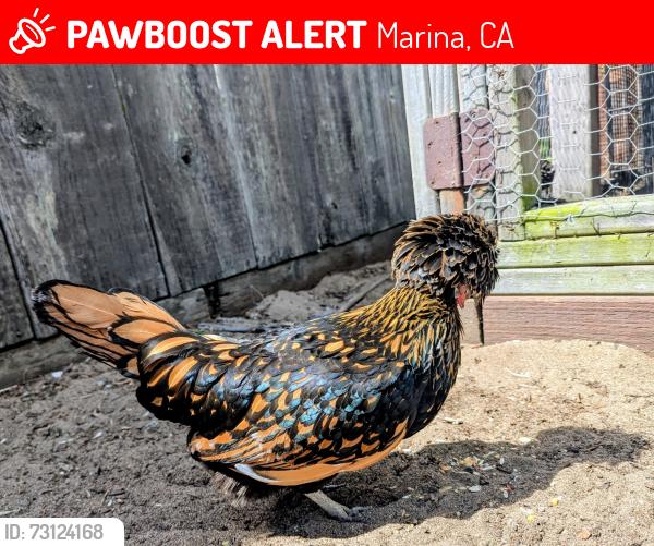 Lost Female Bird last seen Los Arboles Middle School, Marina, CA 93933