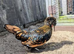 Lost Female Bird last seen Los Arboles Middle School, Marina, CA 93933