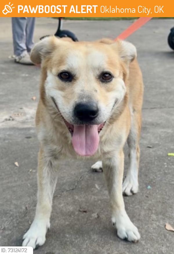 Found/Stray Male Dog last seen Mesta Park, Oklahoma City, OK 73103