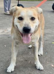 Found/Stray Male Dog last seen Mesta Park, Oklahoma City, OK 73103