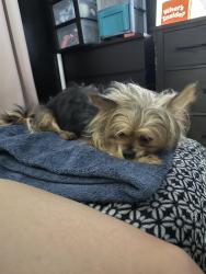 Reunited Female Dog last seen Dewsbury St. and Chapman, North Richland Hills, TX 76182