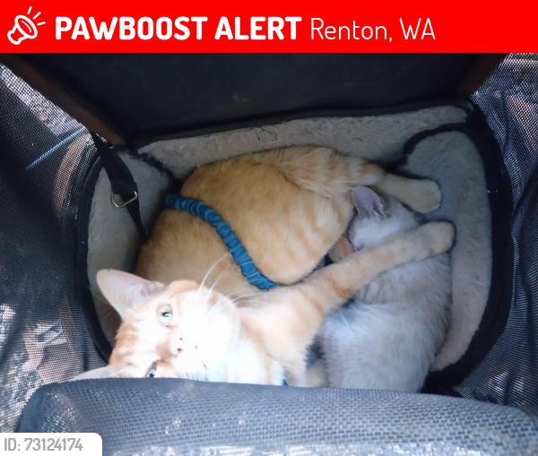 Lost Male Cat last seen renton skate park and cedar river trail, Renton, WA 98057