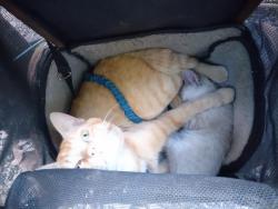 Lost Male Cat last seen renton skate park and cedar river trail, Renton, WA 98057