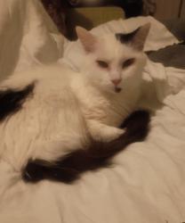 Reunited Female Cat last seen sundown, Vail, AZ 85641