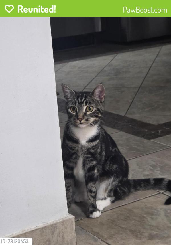 Reunited Female Cat last seen Rockland Avenue, Staten Island, NY 10314