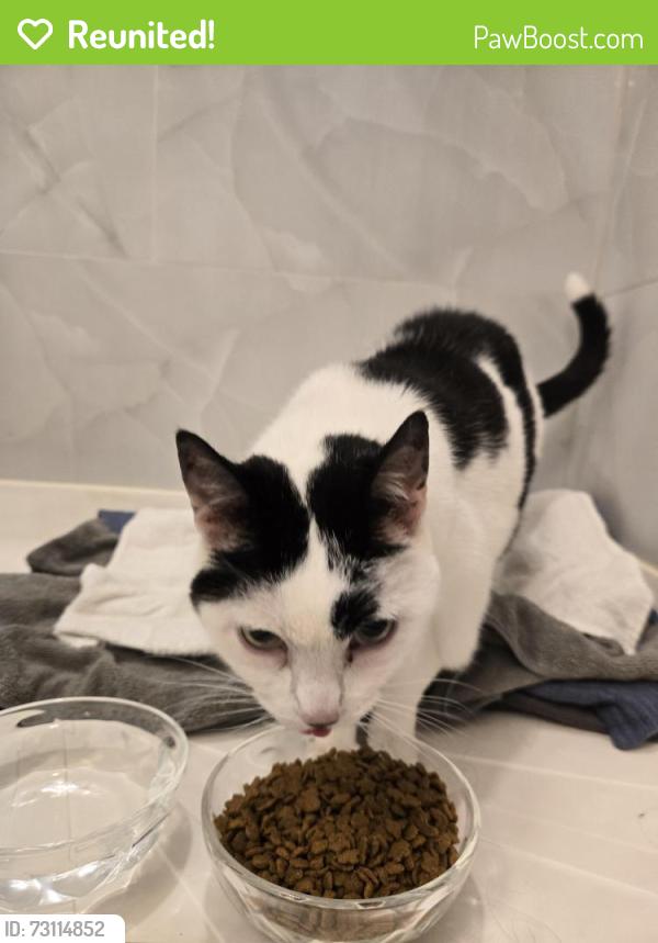 Reunited Unknown Cat last seen Near Gainsborough Dr, Fairfax VA, Fairfax, VA 22032