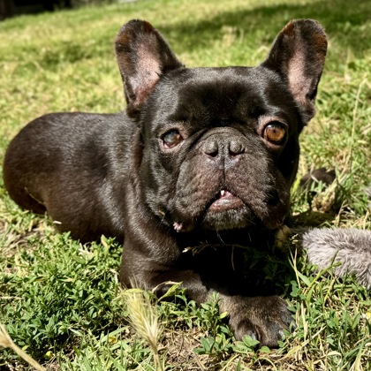 Shelter Stray Male Dog last seen 55th and International, Oakland, CA, 1101 29th Ave, Oakland, CA 94601, USA