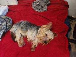 Lost Male Dog last seen Chickasaw, Orlando, FL 32825