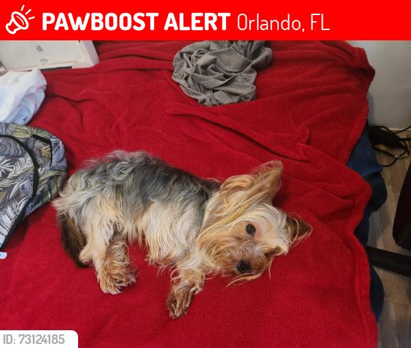 Lost Male Dog last seen Chickasaw, Orlando, FL 32825