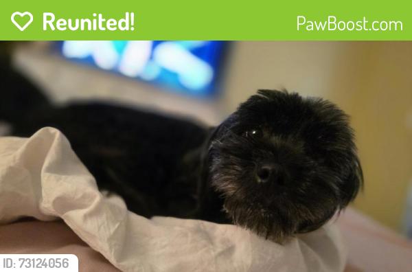 Reunited Female Dog last seen Near Tierra Venado Dr, El Paso, TX 79938, USA, El Paso, TX 79938